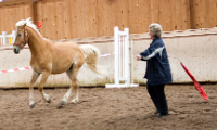 Das Foto zeigt Doris Elfert beim Training "Feedback by Horses®".